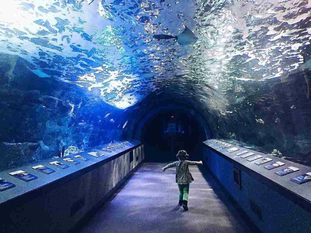 Newport Aquarium