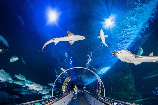 Aquarium of the Bay