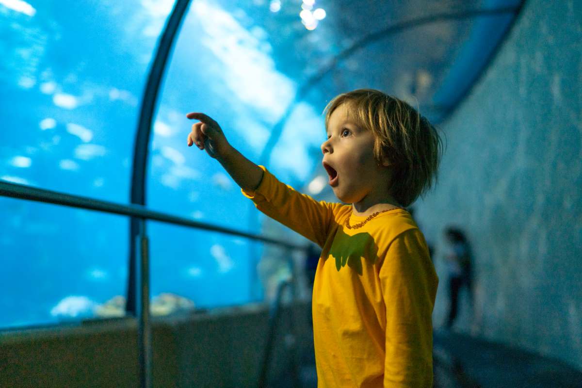 Aquariums In The USA