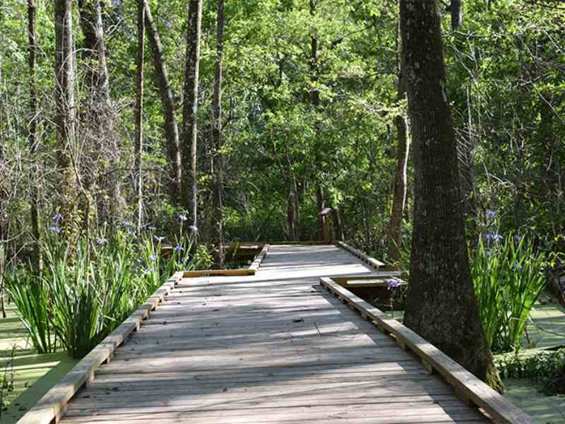 Learning Tree Trail